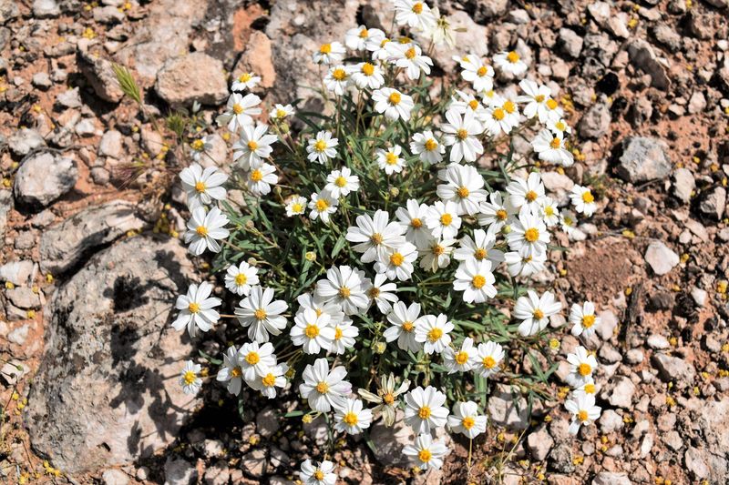 Blackfoot Daisy Flowers For Months In Dry Conditions