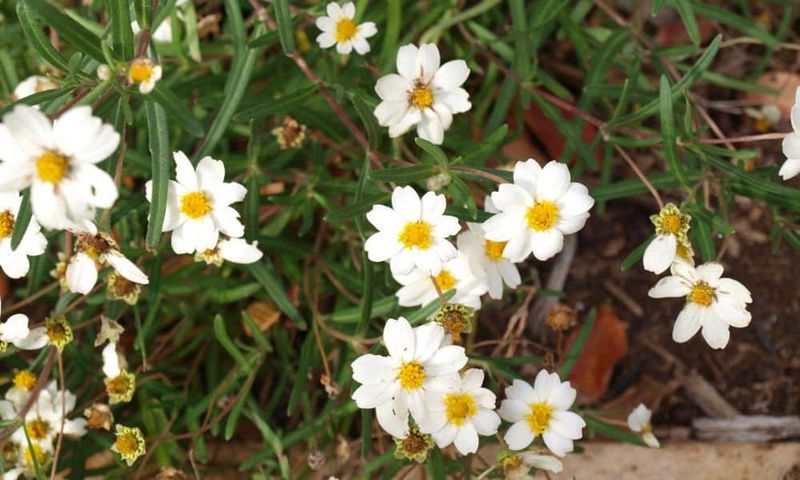 Blackfoot Daisy Stays Compact Along Hot Garden Borders Blackfoot Daisy Stays Compact Along Hot Garden Borders