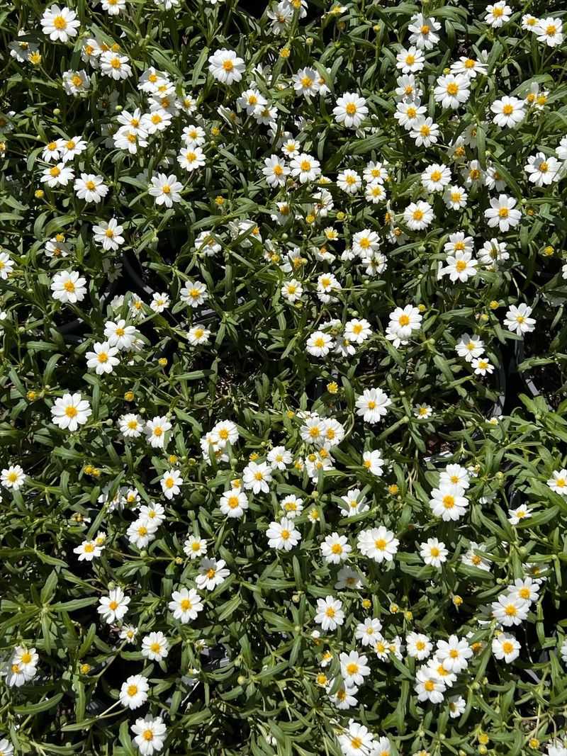 Blackfoot Daisy Stays In Bloom For Months