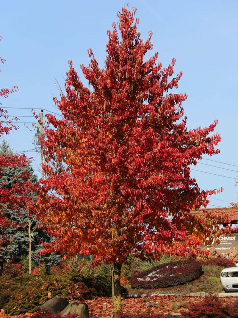 Blackgum Is The Pick When Fall Color Matters As Much As Spring