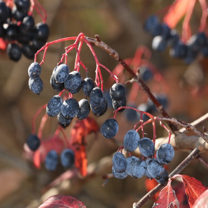 Blackhaw Viburnum Starts Strong Before Spring Blackhaw Viburnum Starts Strong Before Spring