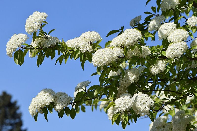 Blackhaw Viburnum Thrives When Temperatures Climb