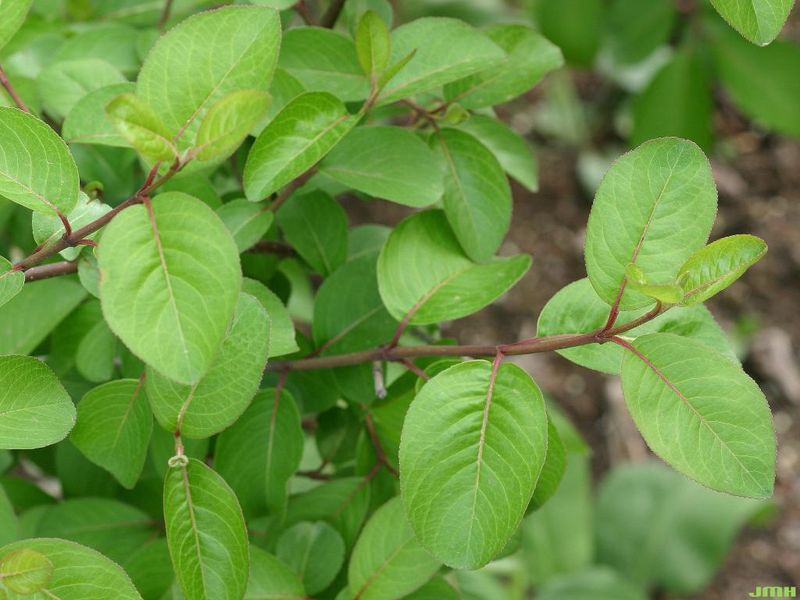Blackhaw Viburnum (Viburnum Prunifolium)