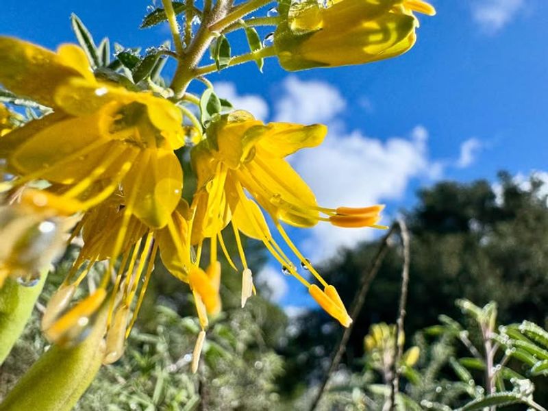 Bladderpod Powers Through Coastal Heat Bladderpod Powers Through Coastal Heat
