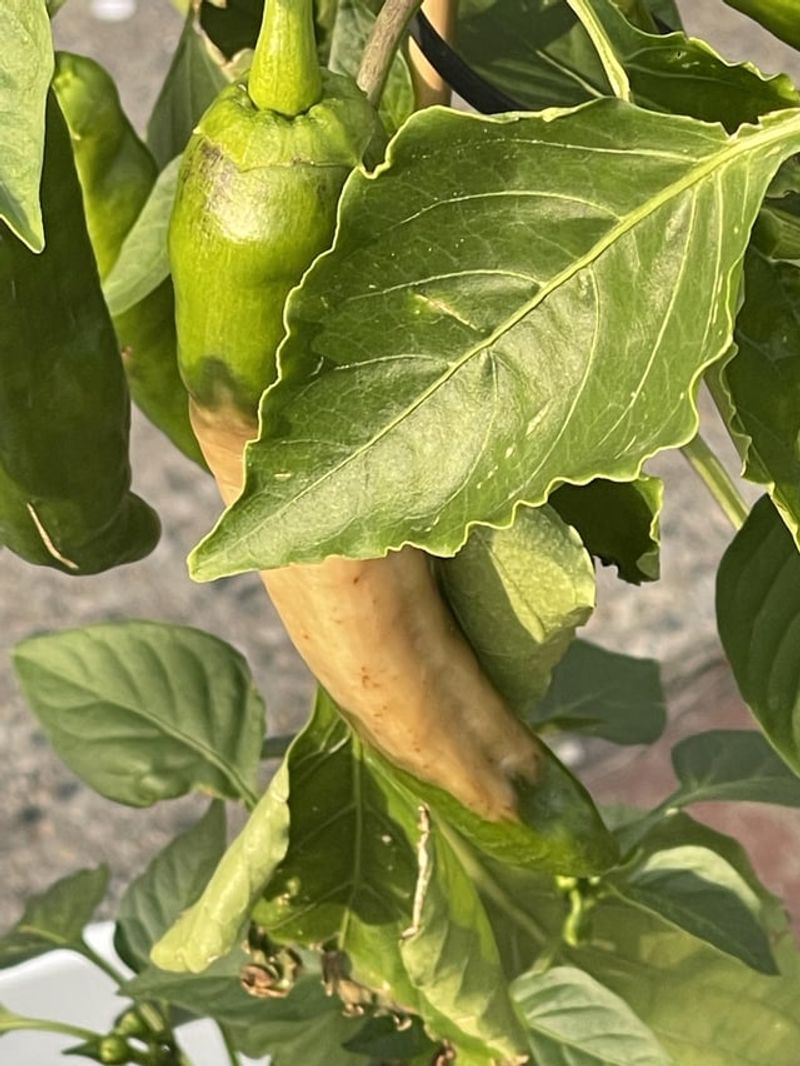 Blame Calcium Movement Not Empty Soil Alone Blame Calcium Movement Not Empty Soil Alone