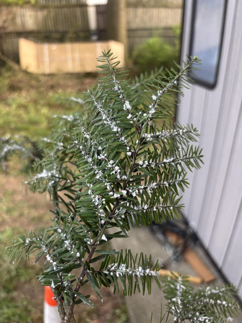 Blaming Shade Before Checking For Woolly Adelgid Can Miss The Real Problem