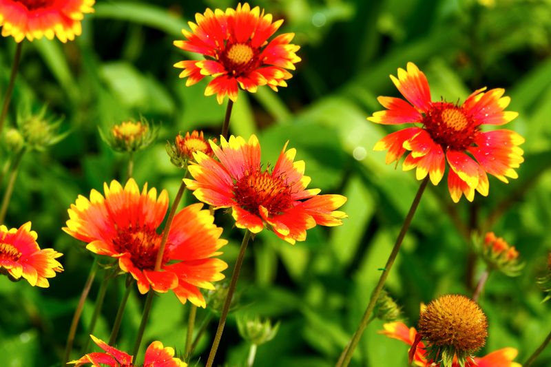 Blanket Flower Blanket Flower