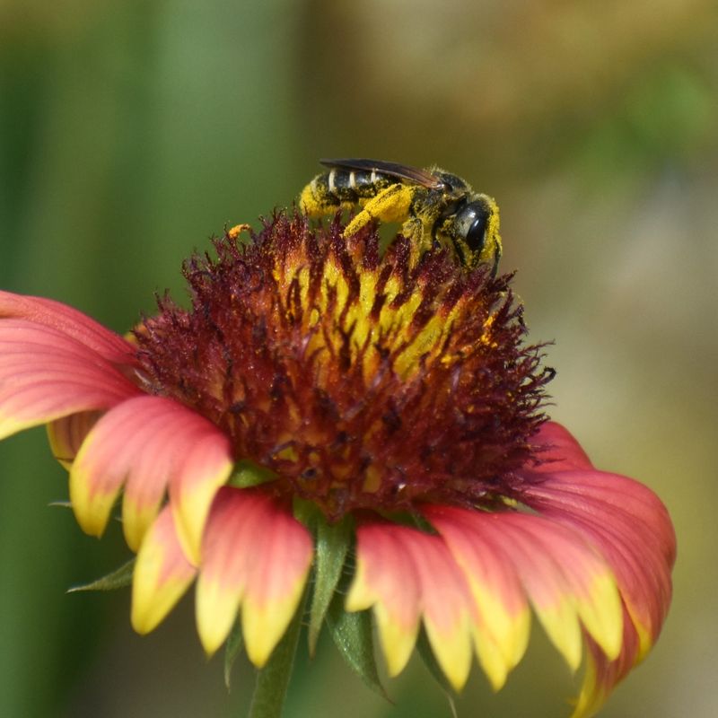 Blanket Flower