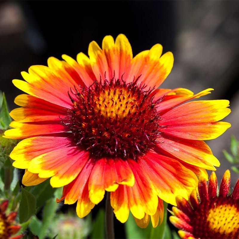 Blanket Flower Blanket Flower