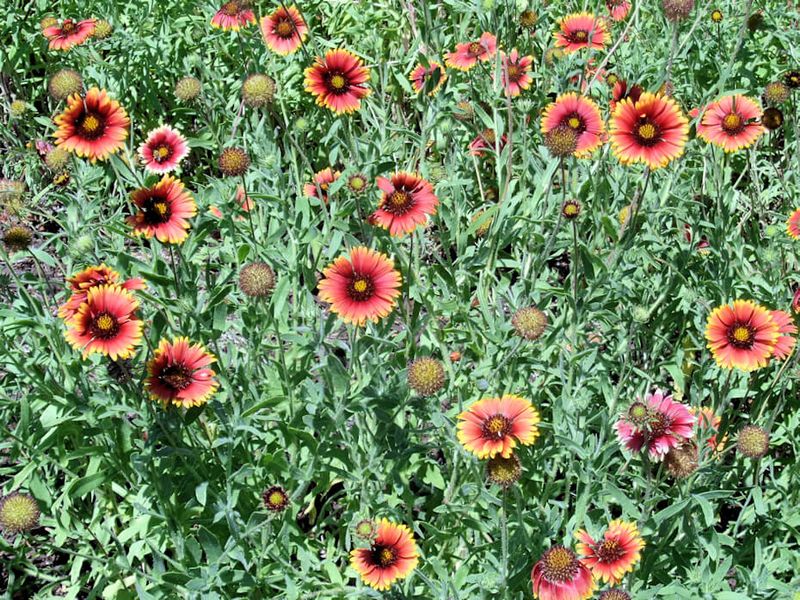 Blanket Flower Makes Sandy Beds Look Effortless