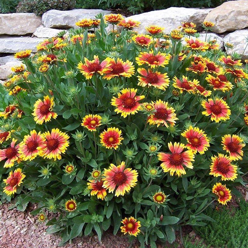 Blanket Flower Serves Nectar In Hot Sandy Beds Blanket Flower Serves Nectar In Hot Sandy Beds
