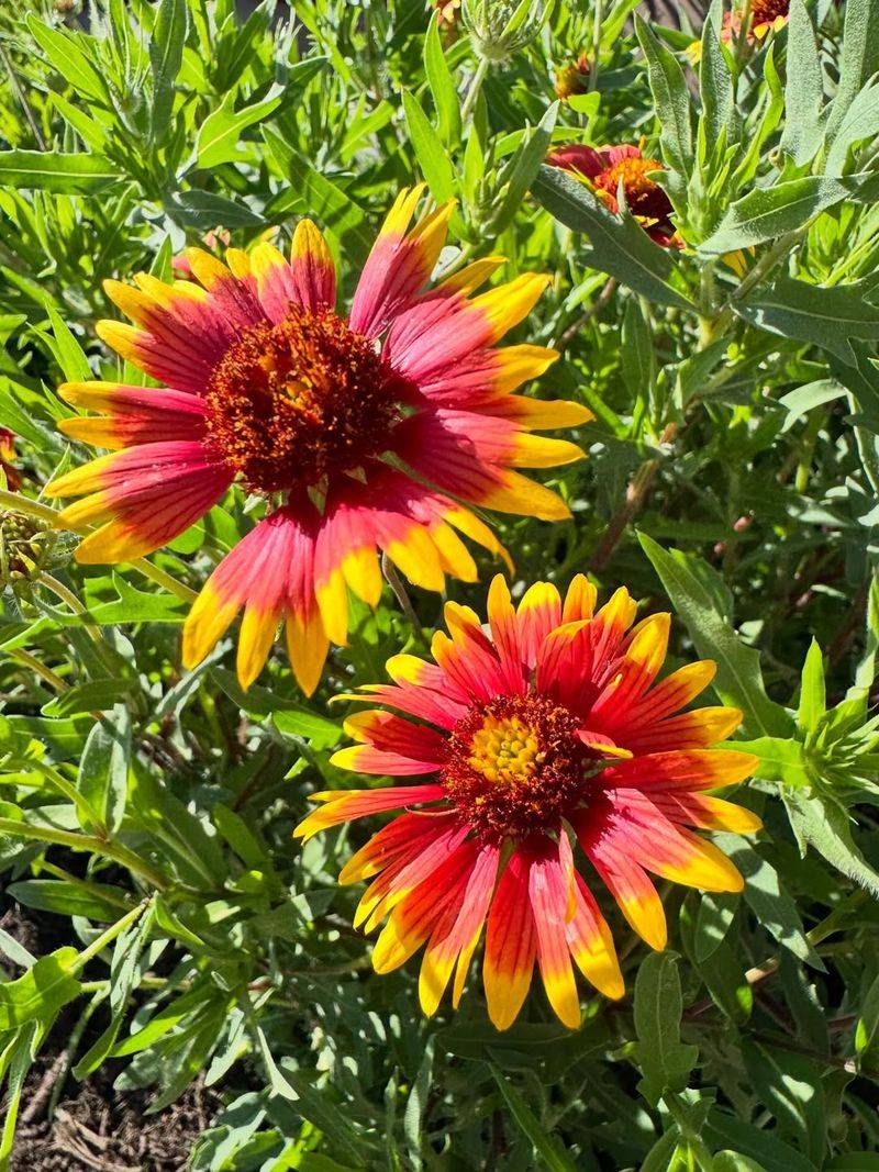 Blanket Flower Thrives Through Heat And Dry Conditions