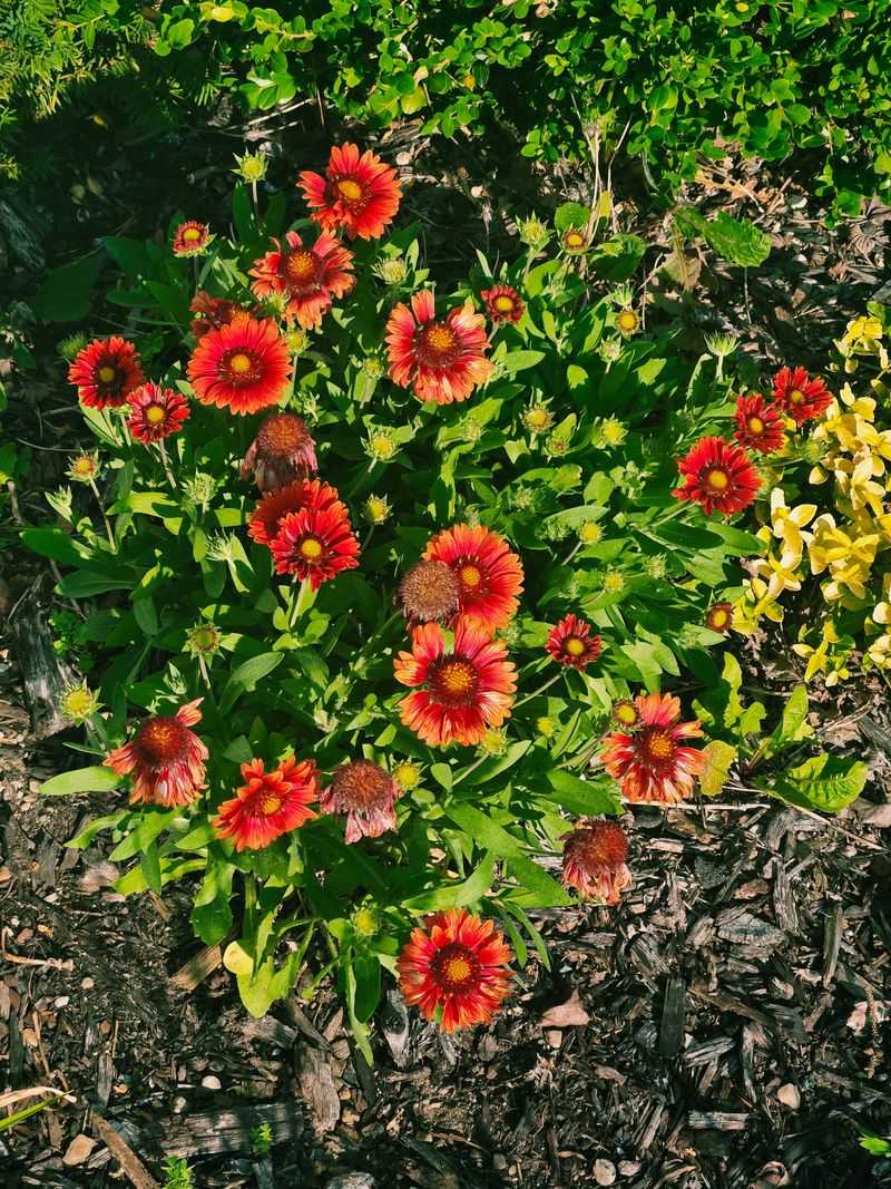 Blanket Flower Blanket Flower