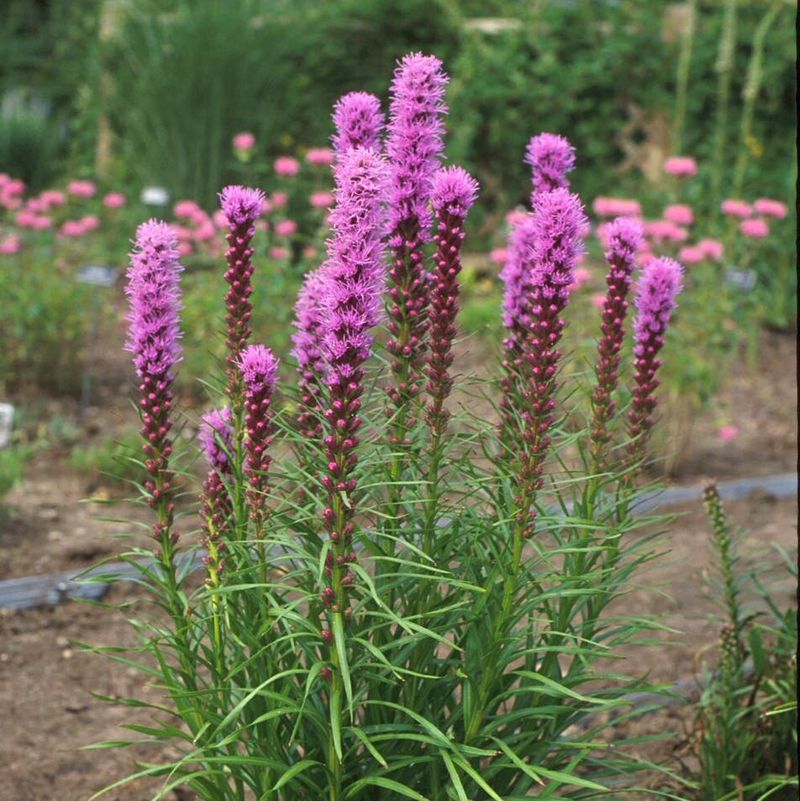 Blazing Star Adds Late-Summer Nectar