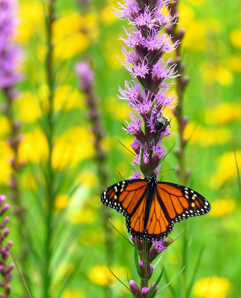 Blazing Star And Goldenrod Make A Powerful Late-Season Pair Blazing Star And Goldenrod Make A Powerful Late-Season Pair