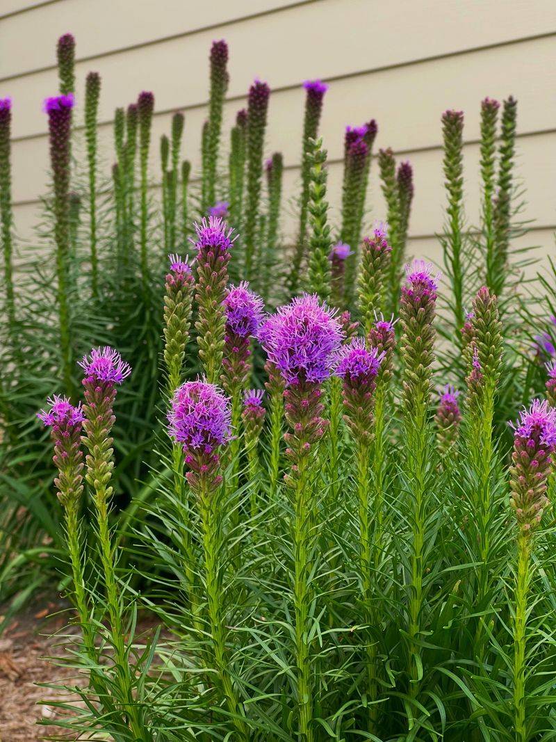 Blazing Star Gets Established Before Winter Arrives Blazing Star Gets Established Before Winter Arrives