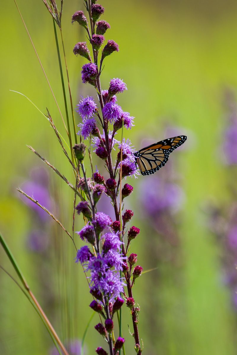 Blazing Star Provides Late-Season Nectar Sources