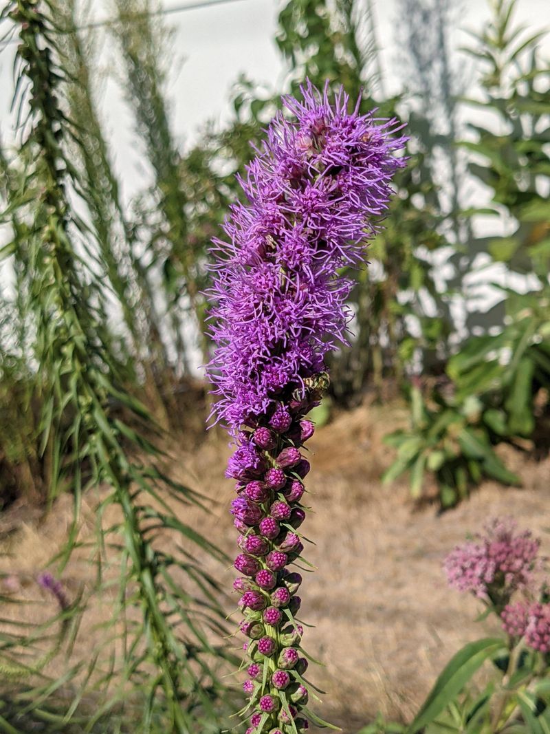 Blazing Star Seedheads Deserve To Stay Until Spring Blazing Star Seedheads Deserve To Stay Until Spring