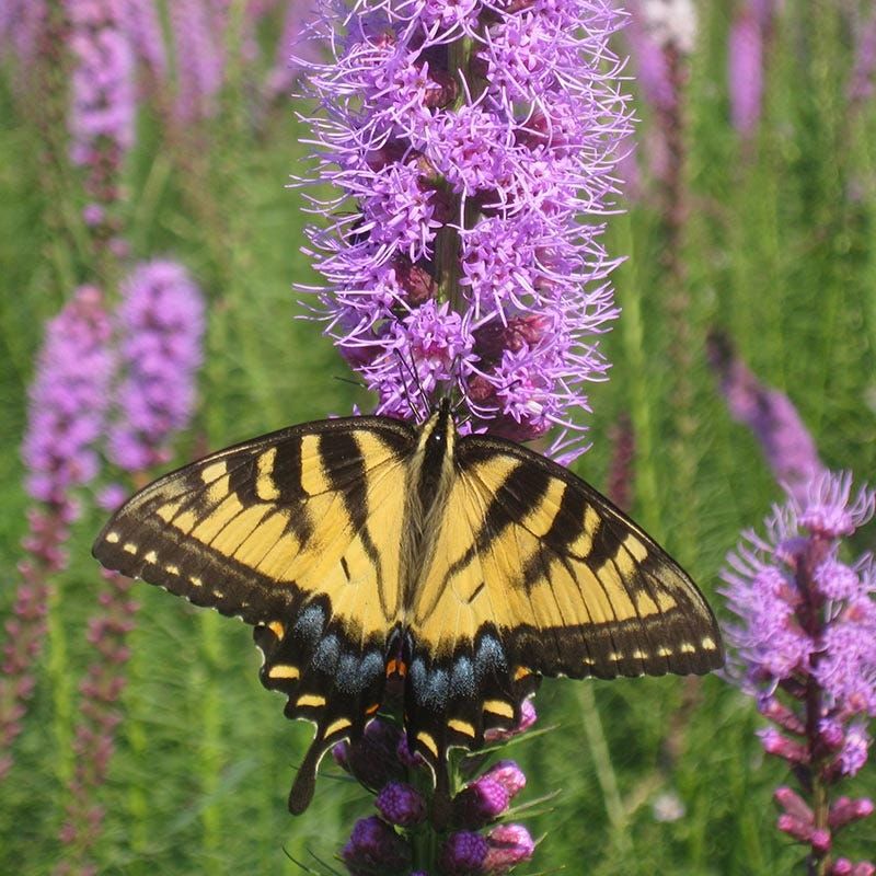 Blazing Star Sends Up Purple Spikes When The Heat Peaks