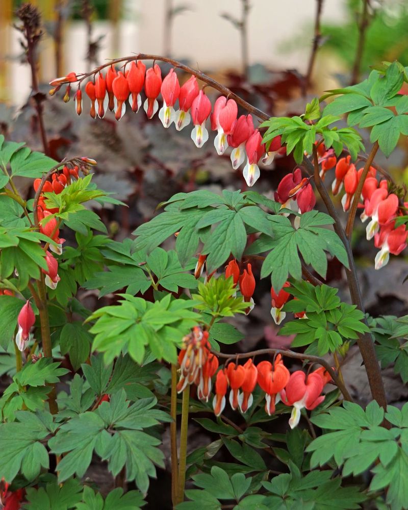 Bleeding Heart Rarely Tempts Hungry Grazers Bleeding Heart Rarely Tempts Hungry Grazers
