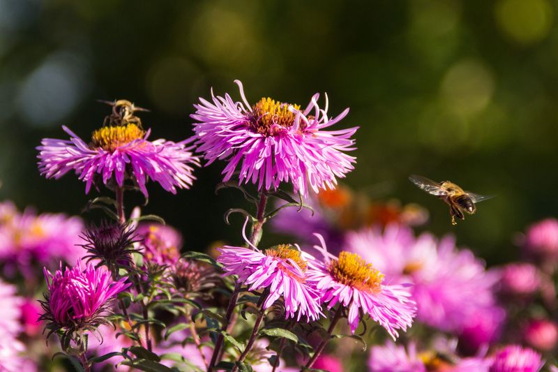 Bloom Timing Affects Bee Traffic