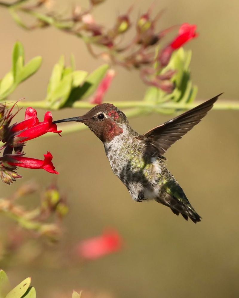 Blooming Plants Provide A Reliable Food Source Blooming Plants Provide A Reliable Food Source
