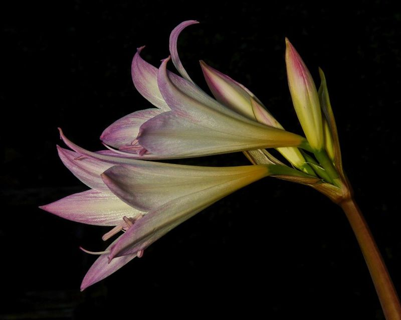 Blooms Appear With No Visible Leaves