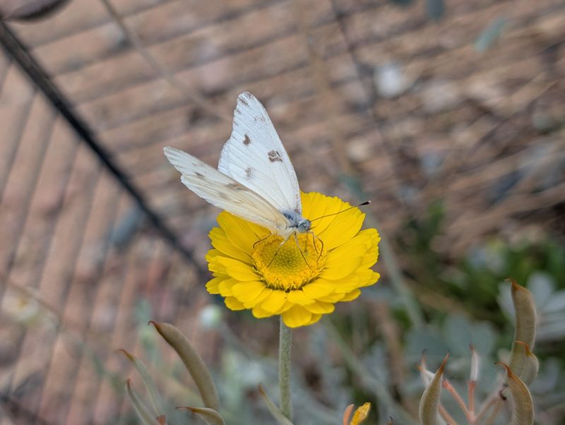 Blooms Bring Pollinators Into The Yard Blooms Bring Pollinators Into The Yard