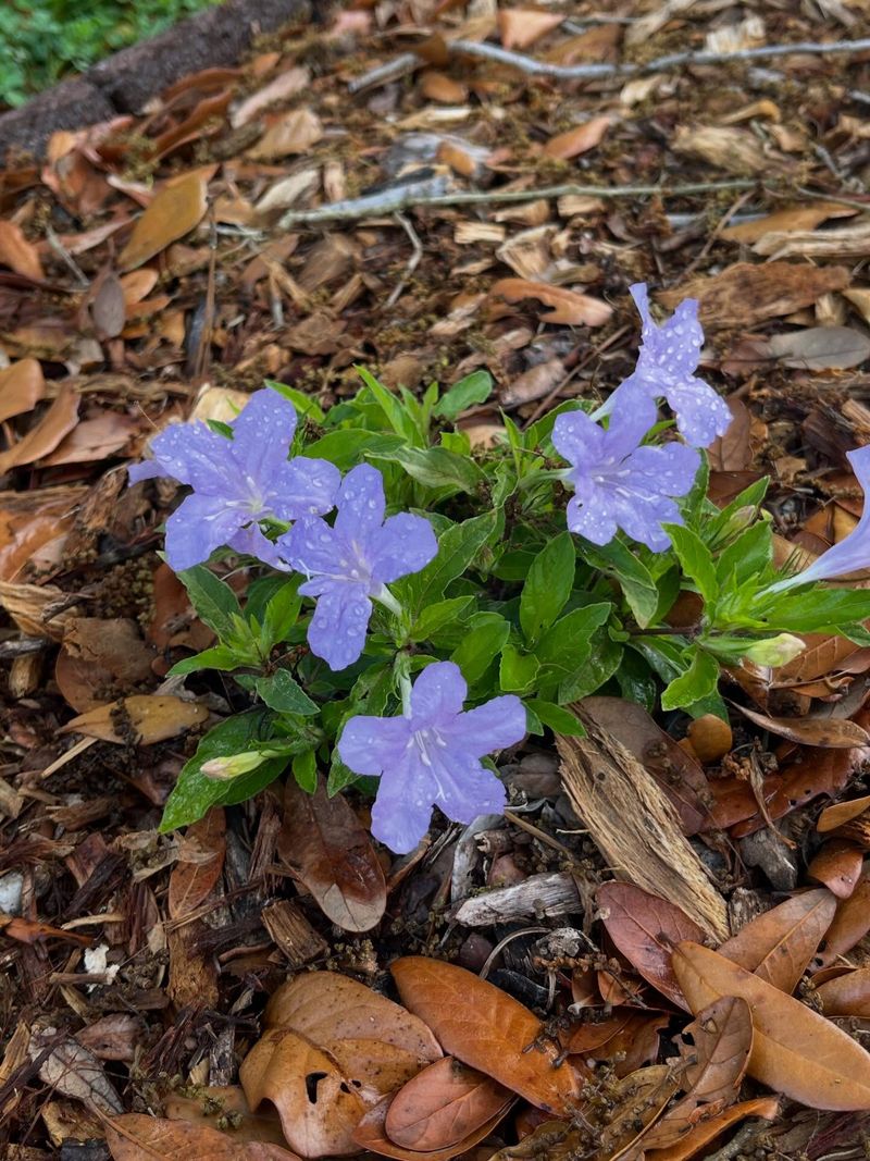 Blooms Can Continue Into Late Summer