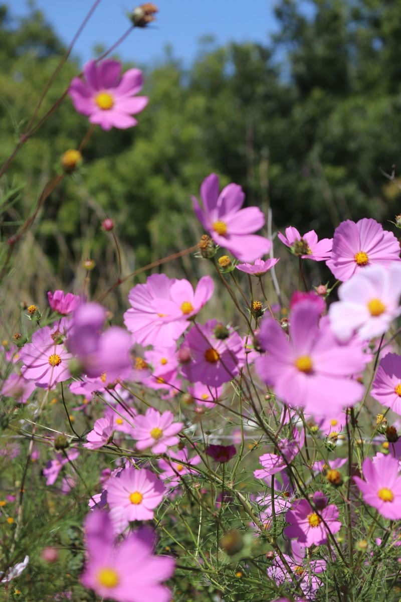 Blooms Last Through Late Summer