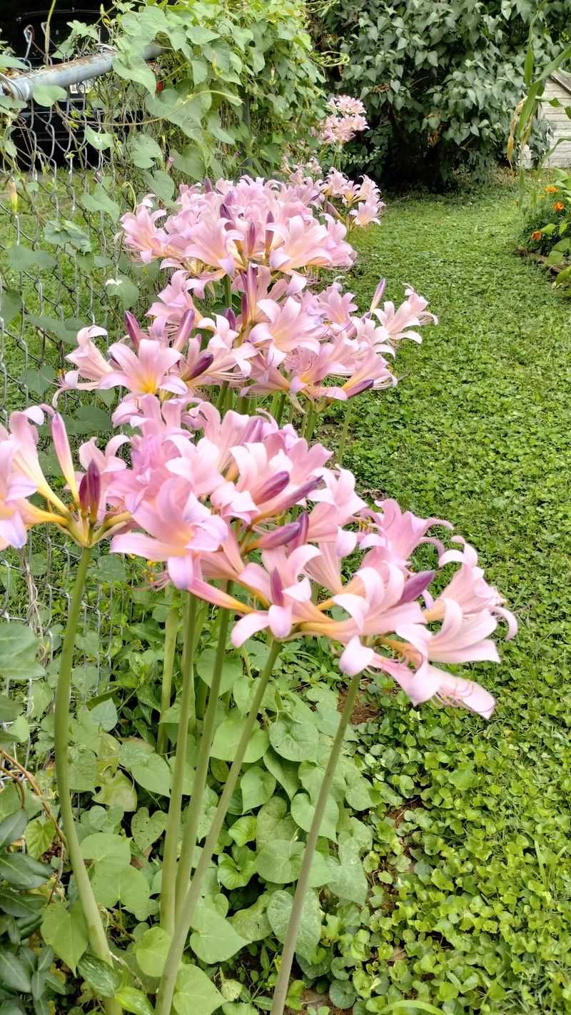 Blooms Open Within A Single Day Blooms Open Within A Single Day