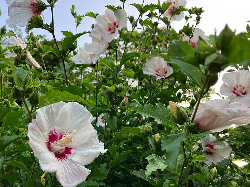 Blooms Profusely Through Late Summer Heat Blooms Profusely Through Late Summer Heat