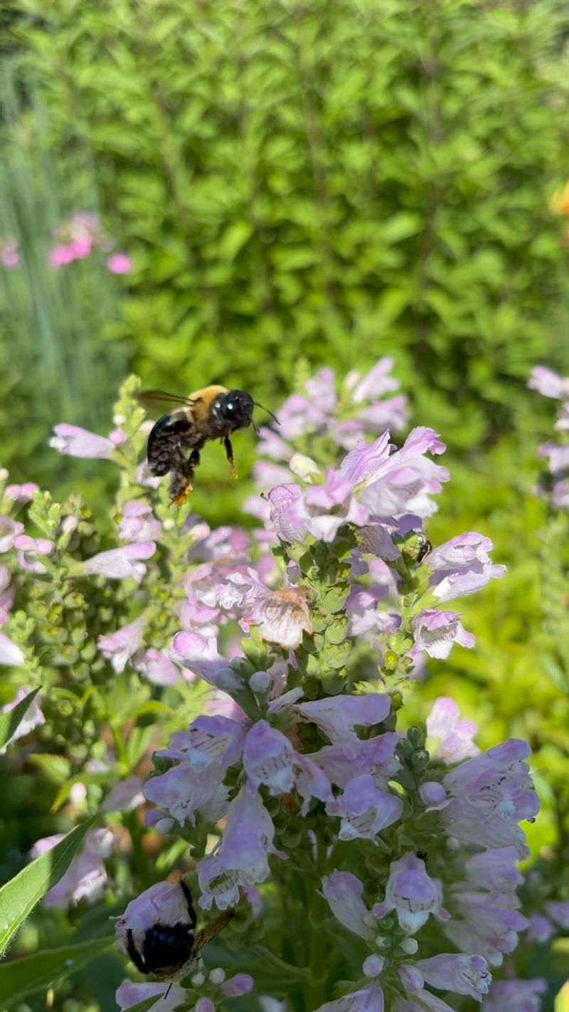 Blooms That Pollinators Absolutely Adore Blooms That Pollinators Absolutely Adore