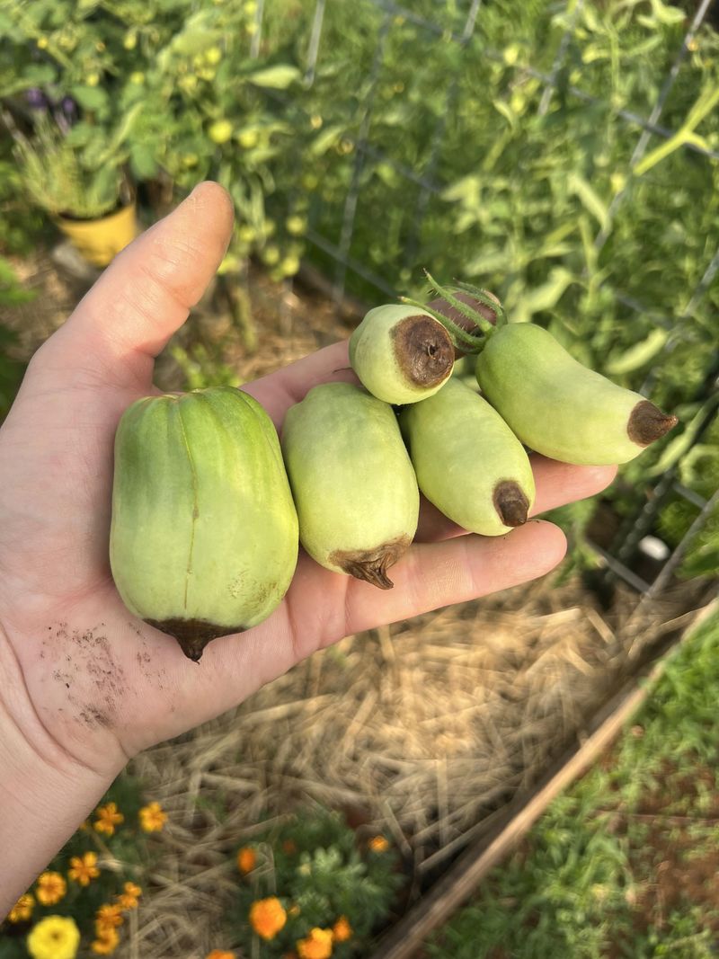 Blossom-End Rot Follows Moisture Stress Blossom-End Rot Follows Moisture Stress
