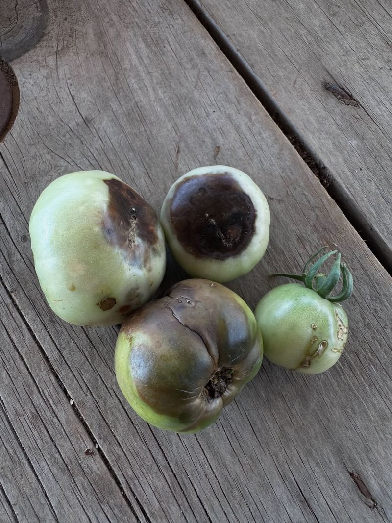 Blossom End Rot Is The Problem