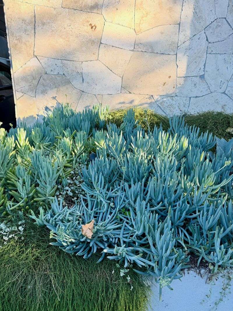 Blue Chalk Sticks Creating A Thick Succulent Carpet Blue Chalk Sticks Creating A Thick Succulent Carpet