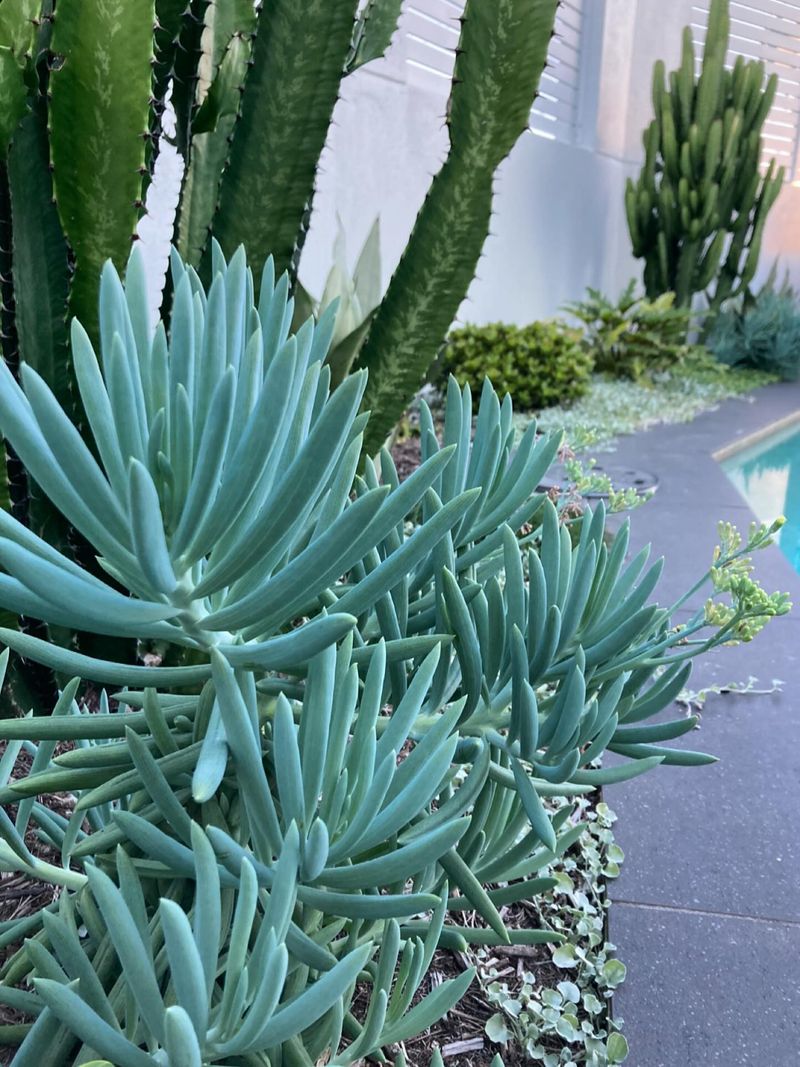 Blue Chalk Sticks Keeping Pool Borders Cool And Sculptural