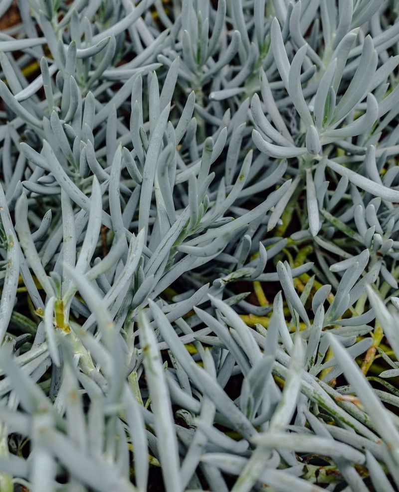 Blue Chalksticks Handles Hot Pavement Edges