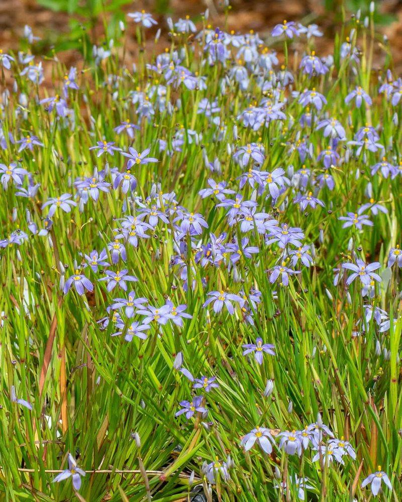 Blue-Eyed Grass Fits Sunny Gaps Blue-Eyed Grass Fits Sunny Gaps