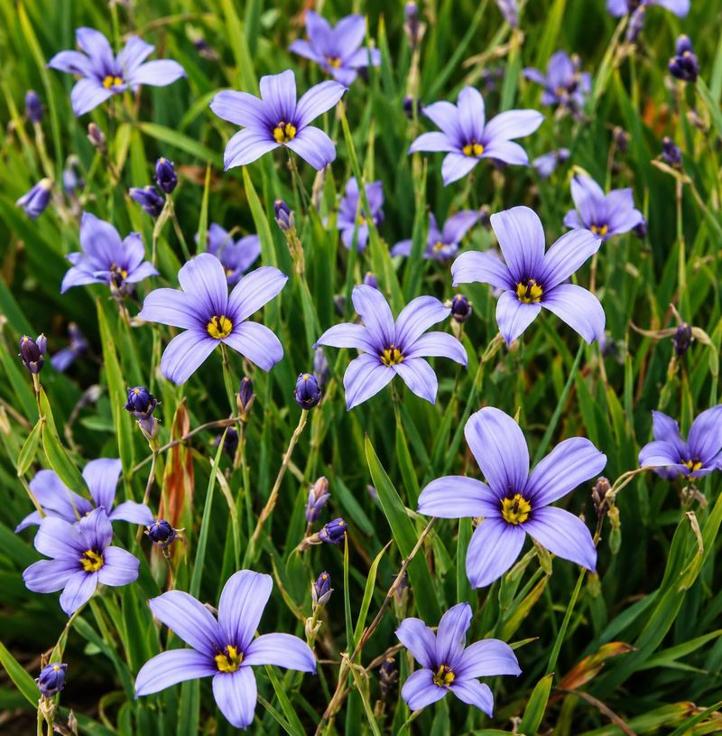 Blue-Eyed Grass Handles Clay Better Than Its Delicate Look Suggests