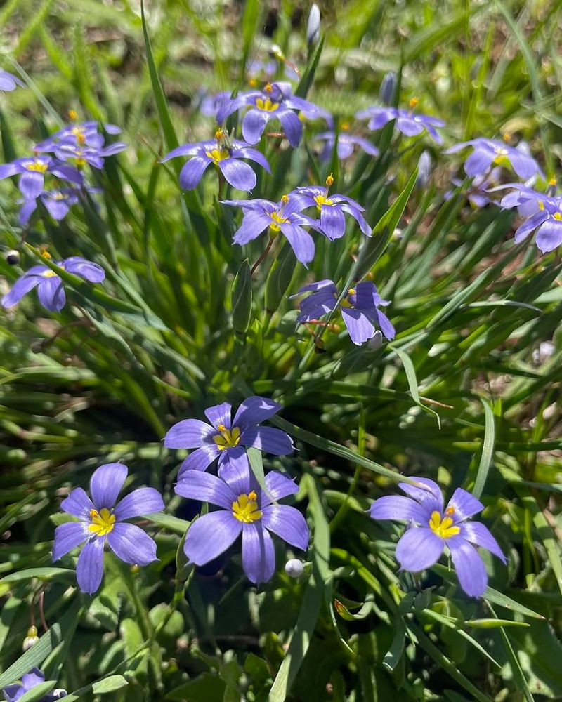 Blue-Eyed Grass Keeps Texture Light Blue-Eyed Grass Keeps Texture Light
