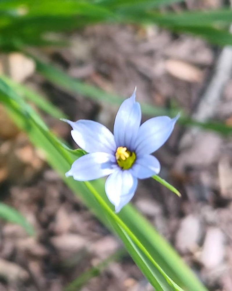 Blue-Eyed Grass Stays Neat In Narrow Gaps