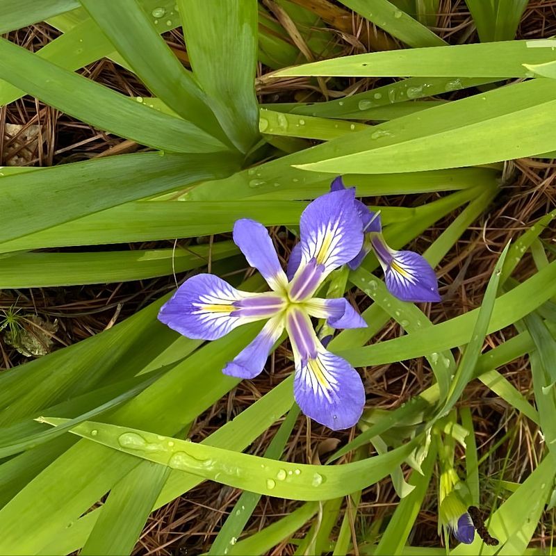 Blue Flag Iris Grows Well In Wet Soil Blue Flag Iris Grows Well In Wet Soil