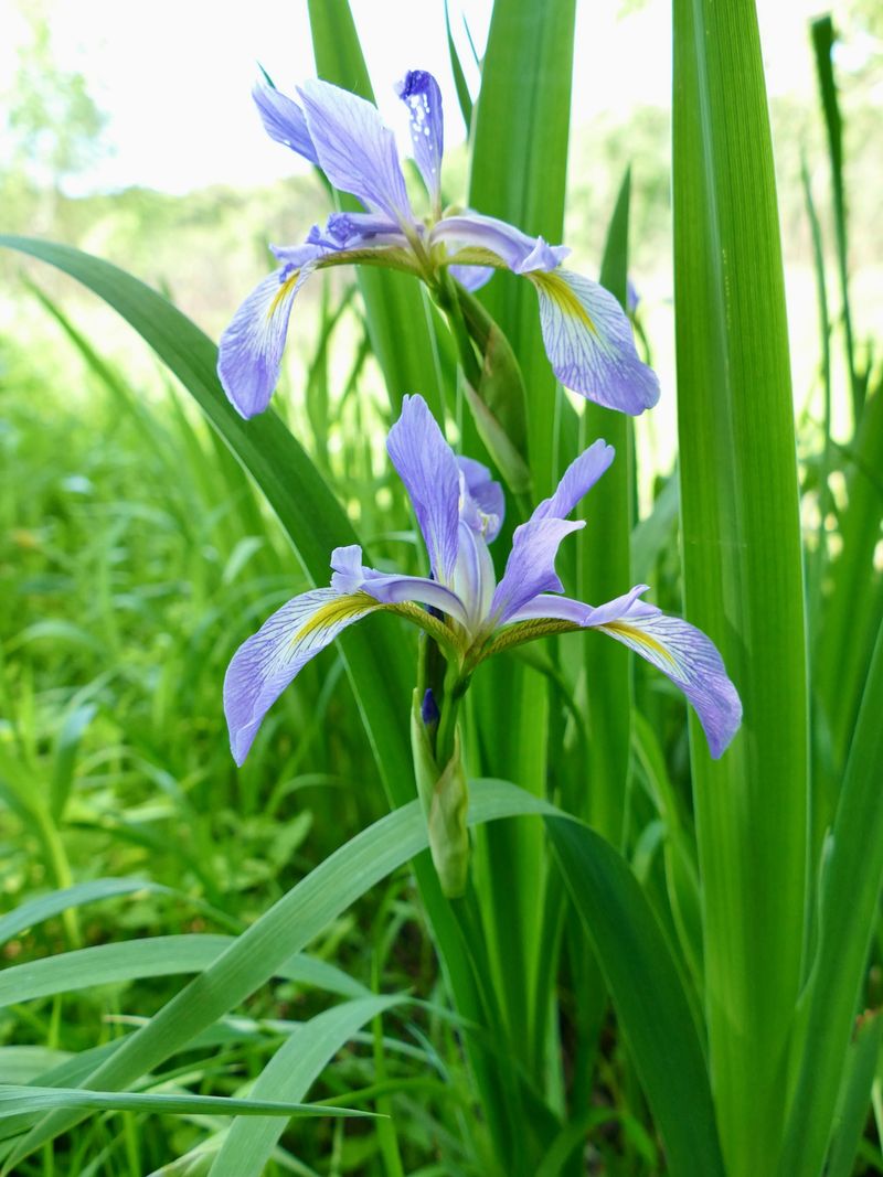 Blue Flag Iris Thrives Along Pond Edges