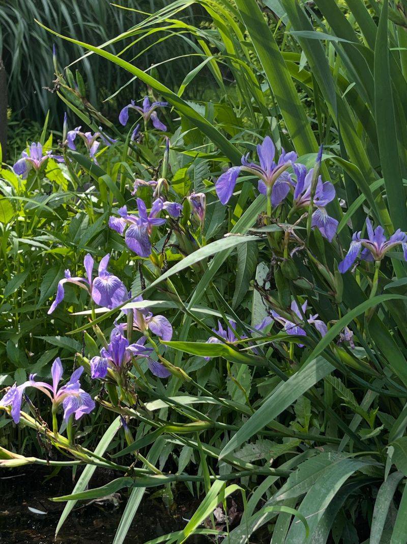 Blue Flag Iris Works In Rain Garden Low Spots Blue Flag Iris Works In Rain Garden Low Spots