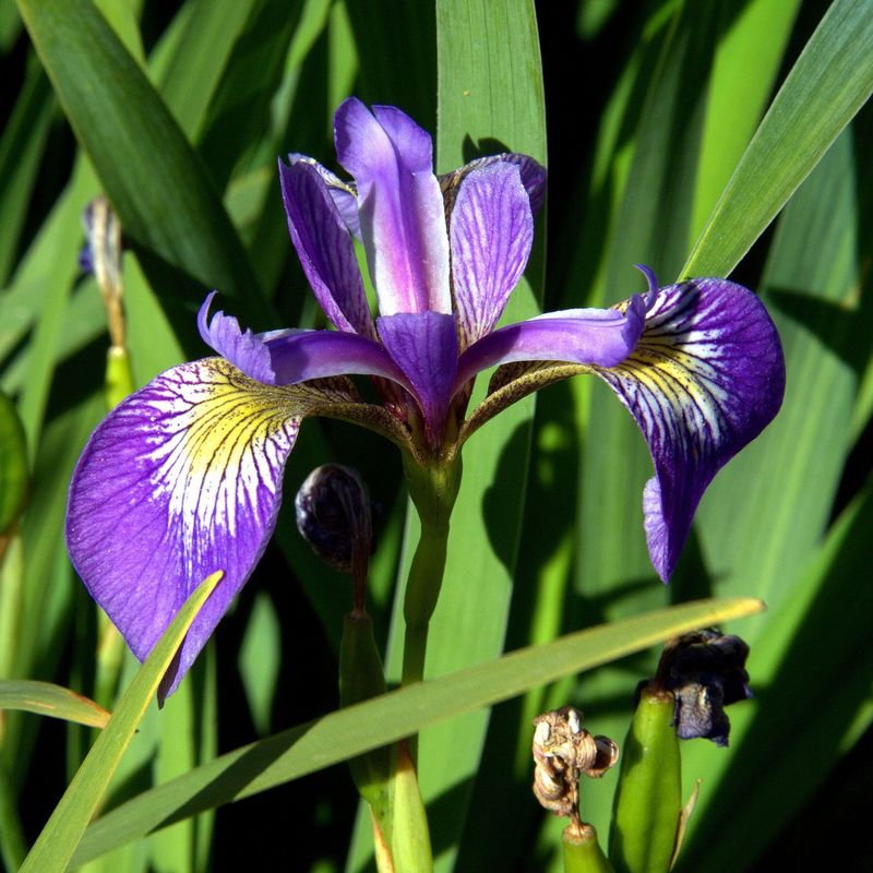 Blue Flag Iris