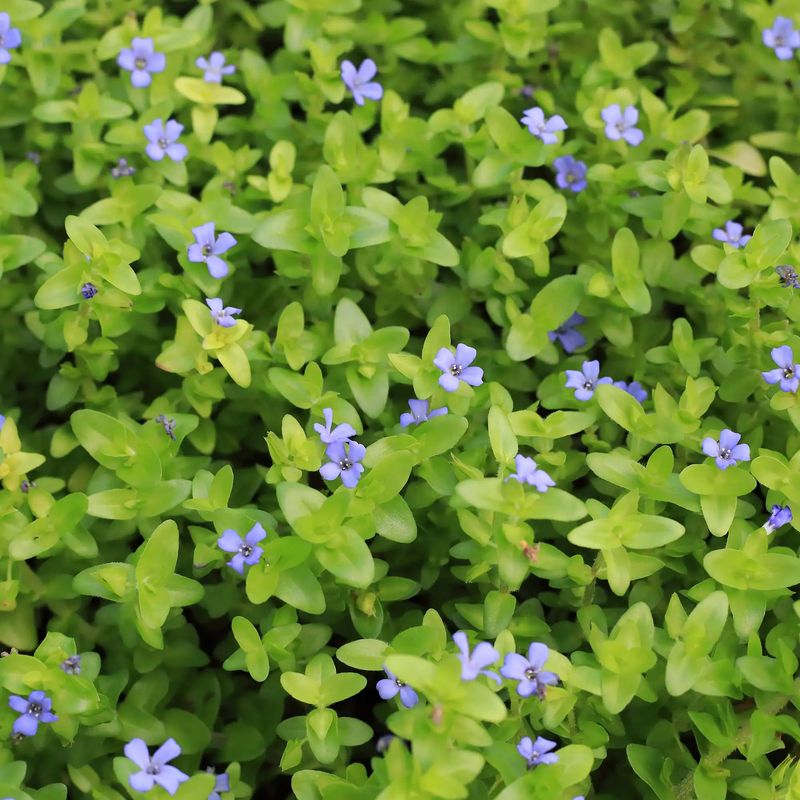 Blue Flowers Add Color From Spring Through Summer