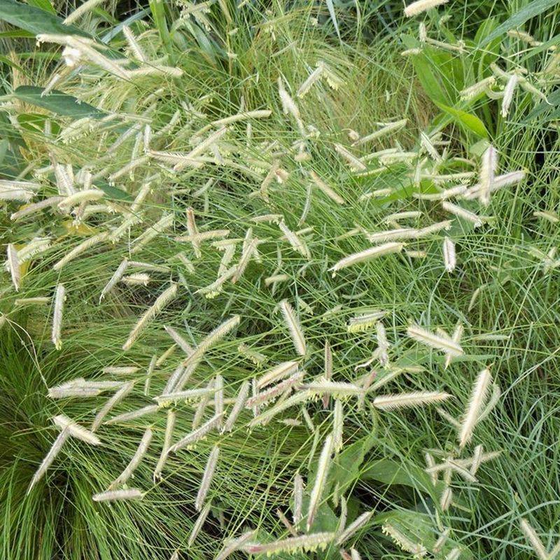 Blue Grama Bringing A Meadow Feel To Dry Yards