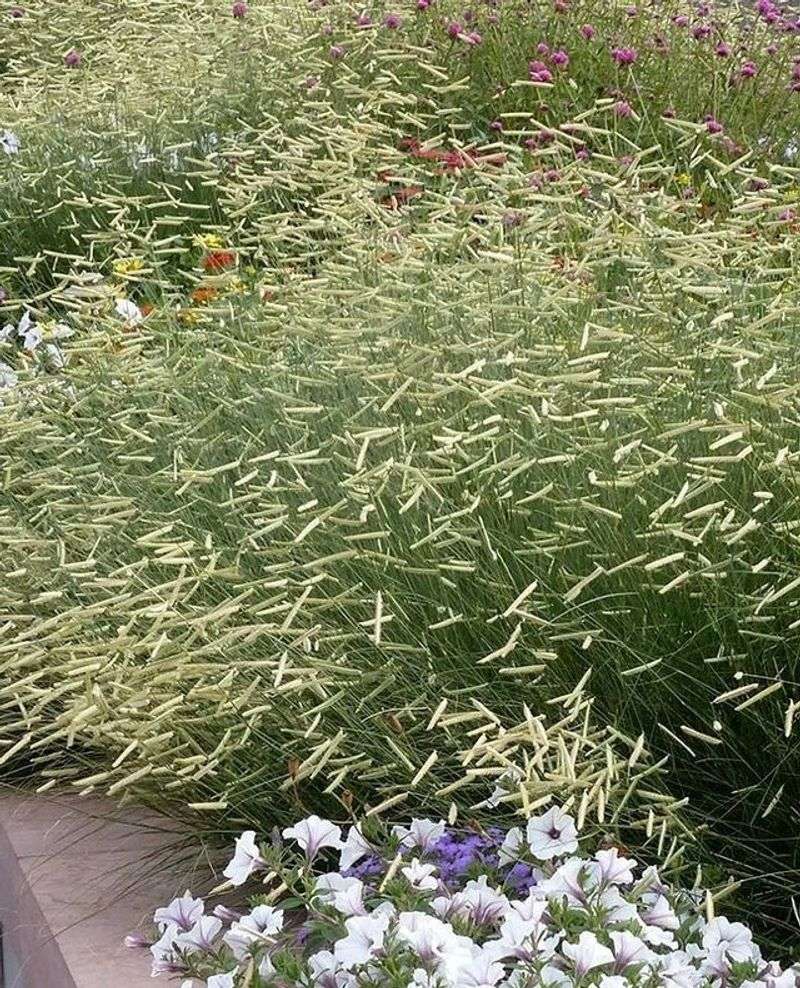 Blue Grama Stays Low Along Driveway Edges