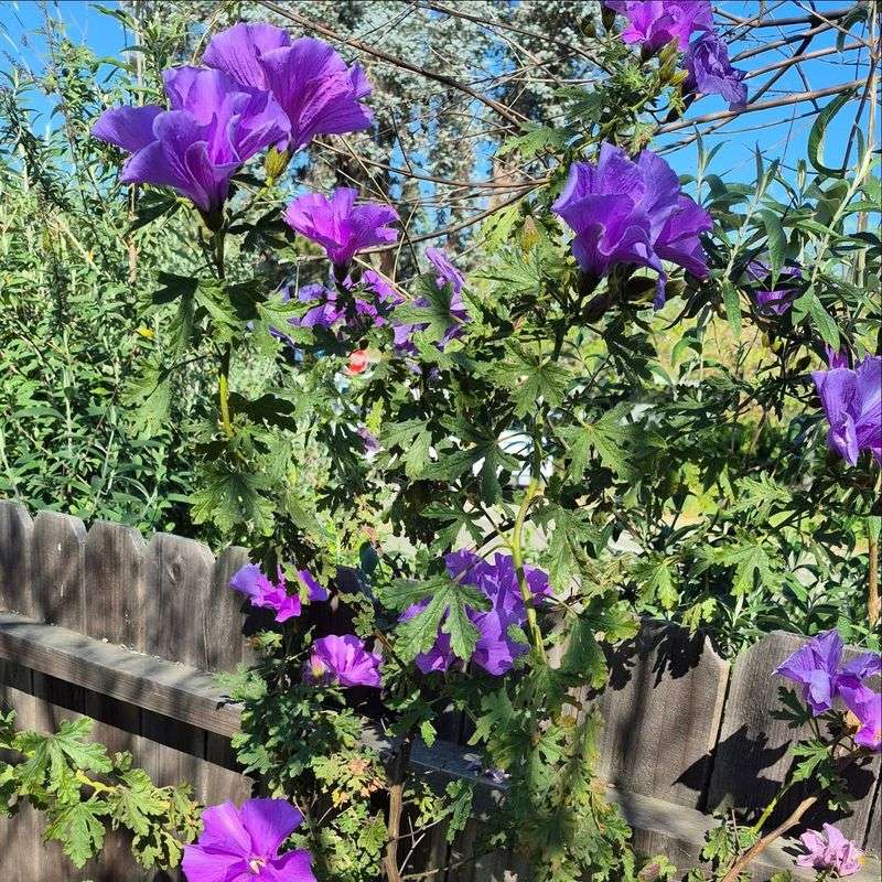Blue Hibiscus Adds Privacy Without Becoming A Giant Shrub Blue Hibiscus Adds Privacy Without Becoming A Giant Shrub